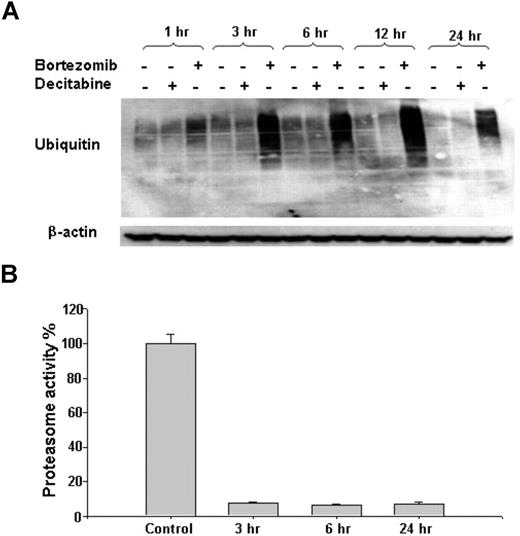 Figure 1. Inhibitory effect of bortezomib on 26S proteasome system in AML cells. (A) Accumulation of polyubiquitinated proteins after bortezomib treatment. MV4-11 cells were treated with 60 nM bortezomib or 2.5 μM decitabine for the indicated time points. (B) Bortezomib (60 nM) exposure resulted in reduction of proteasome activity compared with untreated control. Error bars represent SD.