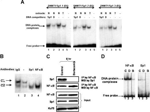 Figure 2. Sp1 binds to the DNMT1 promoter. (A) Sp1 bound to putative Sp1-binding sites on DNMT1 promoter. EMSA assay of MV4-11 total extracts (T) or nuclear extracts (N) was performed using 3 different 32P-labeled DNMT1 promoter probes: DNMT1-Sp1-1 (abbreviated as D1); DNMT1-Sp1-2 (D2); and DNMT1-Sp1-3 (D3). Unlabeled oligos containing the consensus binding sites for Sp1 (Sp1) or unlabeled DNMT1 promoter probes (D) were added for competition with the 32P-labeled probes, thereby testing for DNA-binding specificity. (B) Antibody competition assays. Nuclear lysates were preincubated with Sp1 and NF-κB (p65) antibodies before formation of protein-DNA complex, thereby testing for protein-binding specificity. (C) Sp1 was physically associated with NF-κB and this association was disrupted by bortezomib. MV4-11 cells were treated with 60 nM bortezomib for 6 hours, and nuclear extracts were then applied to immunoprecipitation with NF-κB (p65) antibody. The immunocomplex was blotted with Sp1 antibody (top panel). Input controls (bottom panels). (D) Bortezomib inhibited NF-κB and Sp1 protein–binding activity. EMSA was performed with nuclear extracts prepared from MV4-11 cells untreated or treated with decitabine or bortezomib for 24 hours. DNA-consensus sequences containing Sp1- or NF-κB–binding sites were used as probes, shown on the top of each panel. C indicates untreated; D, decitabine (2.5 μM); and B, bortezomib (60 nM). Vertical lines have been inserted to indicate repositioned gel lanes.