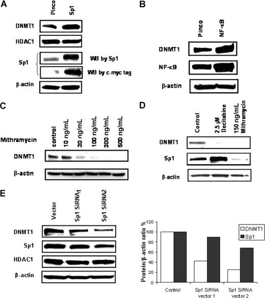 Figure 3. Coregulation of DNMT1, Sp1, and NF-κB. (A) Western blot analysis of DNMT1 in 293T cells stably transfected with empty vector (Pinco) or Sp1-myc-tagged-Pinco. (B) Western blot analysis of DNMT1 expression in 293T cells transiently transfected with empty vector (Pinco) or NF-κB (p65)-Pinco. (C) Mithramycin A depleted Sp1 expression and down-regulated DNMT1 expression in MV4-11 cells. (D) Mithramycin A down-regulates both Sp1 and DNMT1 expression in AML primary cells. (E) Sp1 shRNA concurrently decreased Sp1 and DNMT1 proteins (left panel: immunoblot gel; right panel: quantification graph). MV4-11 cells were transfected with pSuper.retro.neo + GFP vector with DNA stuffer sequences (vector) or Sp1 shRNAs (1 or 2) and cultured for 2 weeks. Total cell lysates were subjected to Western blot for Sp1 and DNMT1.