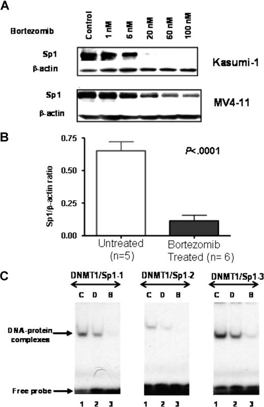 Figure 4. Bortezomib inhibits Sp1 protein expression and function. (A) Reduced Sp1 protein expression in Kasumi-1 and MV4-11 cells treated with indicated dosage of bortezomib for 24 hours. (B) Reduced Sp1 protein level in MV4-11 xenografts following 48-hour exposure to a single dose (2 mg/kg) of bortezomib (intravenous bolus). Error bars represent SD. (C) Bortezomib abolished Sp1 and NF-κB binding to DNMT1 promoter. EMSA was performed with nuclear extracts prepared from MV4-11 cells untreated or treated with bortezomib or decitabine. The DNMT1/Sp1 probes used are shown on the top of each panel. C indicates untreated; D: decitabine (2.5 μM); and B: bortezomib (60 nM).