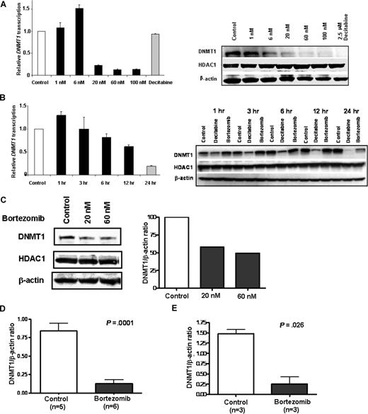 Figure 5. Bortezomib treatment down-regulates DNMT1 expression in vitro and in vivo. (A) Bortezomib decreased DNMT1 mRNA transcription (left) and protein expression (right) in a dose-dependent manner. (B) Bortezomib decreased DNMT1 mRNA (left) and protein (right) in a time-dependent fashion. MV4-11 cells were incubated with different concentration of bortezomib (0, 1, 6, 20, 60, and 100 nM) for 24 hours or 60 nM bortezomib for indicated time periods. DNMT1 mRNA levels were examined by quantitative real-time RT-PCR (A,B left panel), and DNMT1 protein levels were detected by Western blot (A,B right panel). (C) Down-regulation of DNMT1 protein expression was observed in AML patient primary blasts treated ex vivo with bortezomib. Primary cells were exposed to 20 nM or 60 nM bortezomib for 48 hours, and the cell lysates were applied to Western blot for DNMT1 protein (left panel). Quantification of DNMT1 protein level normalized by β-actin is shown (right panel). (D,E) DNMT1 protein expression was repressed in tumors from MV4-11 (D) and K562 (E) xenograft mice following treatment with a single dose (2 mg/kg) of bortezomib (intravenous bolus). Error bars represent SD.