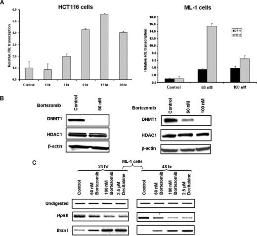 Figure 7. Bortezomib induces re-expression of methylation-silenced genes via promoter hypomethylation. (A) Bortezomib increased expression of RIL gene reportedly to be methylated and down-regulated in HCT116 and ML-1 cells. HCT116 and ML-1 cells were treated with bortezomib for indicated time points and dosage; RIL gene expression was measured by real-time RT-PCR. Error bars represent SD. (B) Bortezomib induced DNMT1 down-regulation in HCT116 and ML-1 cells. HCT116 and ML-1 cells were treated with bortezomib, and Western blot was performed using antibodies against DNMT1 or HDAC1 (control). (C) Hypomethylation of RIL promoter by bortezomib treatment in ML-1 cells. DNA (1 μg) from bortezomib-treated or untreated ML-1 cells were digested by HpaII or BstuI, and PCR was performed using primers specific for RIL gene promoter. HpaII indicates no digestion, then hypermethylated; BstuI, no digestion, then hypomethylated.