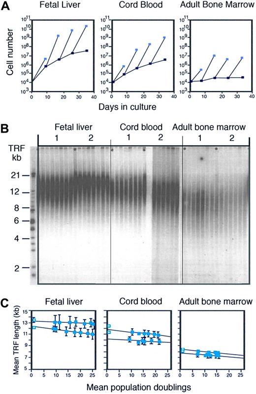 Figure 1. Developmental changes and telomere loss in hematopoietic cells. (A) Ontogeny-related differences in the production of CD34+ cells in culture. (Reproduced from Lansdorp et al42 with permission.) Candidate stem cells with a CD34+CD45RAlowCD71low phenotype were purified from fetal liver (wk12), umbilical cord blood, and adult bone marrow and 104 sorted cells were cultured in serum-free culture medium supplemented with IL-6, IL-3, steel factor, and erythropoietin as described.39 At the indicated time interval, the total number of nucleated cells (light blue squares) and CD34+ cells (dark blue squares) present in the cultures was calculated from cell counts and the percentage of viable CD34+ cells measured by flow cytometry. All CD34+ cells from bone marrow cultures and fractions of the CD34+ cells from cord blood and fetal liver cultures were sorted and used for continuation of the cultures. (B) Loss of telomeric DNA in human hematopoietic cells upon proliferation in vivo and in vitro (reproduced from Vaziri et al43 with permission from the National Academy of Sciences of the United States). DNA samples from total nucleated cells from 2 different donors for each tissue before and after culture at increasing time points were subjected to terminal restriction fragment (TRF) size Southern blot analysis as described elsewhere.43 Cultures were initiated with highly enriched stem cells as described in panel A. (C) Quantitative analysis of the TRF data shown in panel B. The first time point (blue square with circle) represents the TRF value in nucleated cells from each tissue before purification. The mean and standard error of 2 independent TRF measurements (different gels) for each DNA sample purified from total nucleated cells at each time point are shown. The total number of cells was used to calculate population doublings. The loss of telomeric DNA in these cultures varied between 19 and 54 base pairs per population doubling. For details see Vaziri et al.43