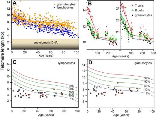 Figure 3. Telomere length measurements using flow FISH. (A) Nonlinear decline in telomere length with age. The average telomere length in granulocytes and lymphocytes from 392 healthy donors was calculated from the median telomere fluorescence and median autofluorescence relative to internal control cells (bovine thymocytes).61 Note that the telomere length at any given age is highly variable, that the most rapid drop in telomere length occurs early in life, and that the rate of telomere attrition in lymphocytes exceeds that in granulocytes. (B) Longitudinal studies of telomere length in newborn baboons point to a high turnover of hematopoietic stem cells in the first year of life.62 Note that the 2 animals differ markedly in average telomere length and that the rate of telomere attrition drops markedly after approximately 1 to 2 years in both animals. In humans, with a longer lifespan, this drop is expected to occur before the fourth year of life in line with previous cross-sectional observations.60 (C,D) Telomere length in individuals with mutations in telomere genes. The telomere length in cells from healthy individuals (A) was used to plot the telomere length distribution in the normal population using a best-fit approach (red, green, and blue curves representing expected telomere length for the indicated proportion of healthy individuals). The telomere length in lymphocytes (C) and granulocytes (D) from patients with known mutations in telomerase genes measured in the context of several studies12–14,16,63 are shown. Each symbol represents an individual patient diagnosed with clinical symptoms associated with a mutation in dyskerin (DKC1, black circles), hTERT (red circles), and hTERC (black squares). Some individuals are carriers of a TERC mutation but have no clinical symptoms (blue square). The majority of individuals that carry mutations in telomerase genes display critically short telomeres, nearly all of them below the tenth percentile of the normal distribution and a majority of these below the first percentile (typically for both cell subsets shown). Note that individuals with early onset of disease (in the first 3 decades of life) show the most striking difference between observed and expected telomere length.