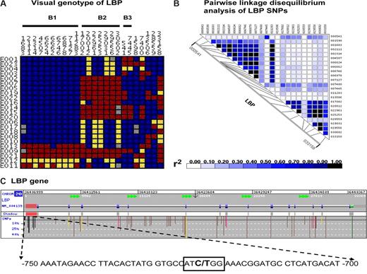 Figure 1. Single nucleotide polymorphisms on the lipopolysaccharide binding protein gene. (A) Visual genotype of LBP SNPs with a minor allele frequency more than or equal to 10% in 23 healthy whites. Each row represents an individual's genotype for each LBP SNP, which is represented by each column. Blue boxes represent homozygous wild-type genotypes; yellow boxes, heterozygous genotypes; red boxes, homozygous recessive genotypes; gray boxes, undetermined genotypes. Displayed data are arranged according to linkage disequilibrium bins inferred based on an r2 threshold of more than or equal to 0.8. Nineteen of 24 SNPs are in 3 linkage disequilibrium bins (B1, B2, and B3). SNP 6878 (rs2232582), SNP 17 002 (rs2232596), and SNP 541 (rs1780616) were selected as linkage disequilibrium tagging SNPs. (B) The pair-wise analysis of linkage disequilibrium, based on r2, among these LBP SNPs. These figures are based on LBP sequence data provided by the Innate Immunity Program for Genomic Application (http://innateimmunity.net), which sequenced the entire LBP gene and flanking regions in 23 CEPH European Americans from the Coriell Cell Repository. (C) Image of the entire LBP gene (provided by GeneSNPs) and SNPs identified in dbSNP with a minor allele frequency more than or equal to 10%. This includes a detailed display of SNP 1683 at −778, within a previously reported CAAT box (boxed nucleotides) in the 5′ 1.1-kb promoter region. Color codes are as follows: 5′ promoter region (red shaded area), flanking SNP (black), untranslated region (green), intronic (brown), synonymous SNPs (yellow), and nonsynonymous SNPs (pink).