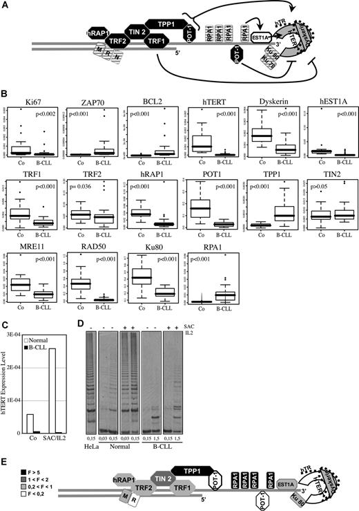 Figure 1. The telomere maintenance system in B-CLL. (A) Telomeric structure maintenance involved numerous proteins, whose precise function still remains largely unknown. We summarize here the actual data in the field. The telomeric double-strand DNA protrudes to form a single-strand overhang. The telomerase complex, in gray, is formed by the catalytic subunit hTERT associated with the template RNA named hTR, and Dyskerin. POT1-TTP1 heterodimer binds to the telomeric overhang and activates the processivity of telomerase.23 hEST1A24 and Ku70/80 interact with the telomerase, whereas RPA1 binds single-strand DNA. Based on studies in yeast, these 3 components are thought to facilitate the access of telomerase to chromosome ends.2 The shelterin complex, in black, is required to protect telomeres.2 TRF1 inhibits telomerase, whereas POT1 behaves either as an activator or an inhibitor of telomerase activity, depending on its mode of fixation to chromosome ends. These complexes interact with DNA-damage response proteins, as KU70/KU80 and the MRN complex (MRE11-RAD50-NBS1). Among these cofactors, those whose down-regulation is associated with telomere shortening, are depicted as crossed-hatched.2 (B) Quantitative PCR analyses were led on cDNA of peripheral B cells from 42 B-CLL patients and 20 healthy donors. All the box-plots correspond to the β-ACTIN normalized data, except for POT1 (RPL13A) and BCL-2 (RPL19) for which no statistical test can be applied on β-actin-derived data. The corresponding P values are shown in each box. The horizontal lines are medians, the boxes 25th percentiles, and the whiskers 75th percentiles. (C,D) Analyses were carried out on cells from a B-CLL patient and a normal healthy donor, before (Co) and after 48 hours of SAC/IL2 (SAC/IL2) treatment. (C) Q-PCR analysis of hTERT expression is shown (reference gene: β-ACTIN). (D) A trap assay was realized to measure telomerase activity, the gel analysis is shown (different lanes of the same gel are shown) for the different conditions tested and for a positive control (HeLa cells), and quantities of protein per assay are mentioned (mg). (E) Fold expression variation of telomeric proteins observed in B-CLL versus normal B cells. F indicates multiplication factor.