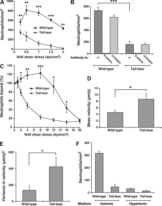 Figure 3. Interactions of the cytoplasmic domain of E-selectin with clathrin-coated pits of CHO cells enhance leukocyte rolling under flow. (A) Neutrophils were perfused over transfected CHO cells expressing wild-type or tailless E-selectin over a range of wall shear stresses. The number of rolling neutrophils was measured after 4 minutes. The data represent the mean plus or minus SEM of at least 4 experiments. (B) Neutrophils were perfused over CHO cells expressing wild-type or tailless E-selectin in the absence or presence of 10 μg/mL anti-E-selectin mAb ES1 or anti-β2 integrin mAb IB4 at a wall shear stress of 1 dyne/cm2. The number of rolling neutrophils was measured after 4 minutes. (C) Neutrophils were perfused for 5 minutes over CHO cells expressing wild-type or tailless E-selectin at a wall shear stress of 0.25 dyne/cm2. Without stopping flow, cell-free buffer was perfused at the same wall shear stress for 30 seconds, and the number of cells still rolling was taken as 100%. The wall shear stress was then increased incrementally every 30 seconds, and the percentage of neutrophils still rolling was determined. The data represent the mean plus or minus SEM of 5 experiments. (D,E) The mean velocity and the variance of velocity of neutrophils rolling on CHO cells expressing wild-type or tailless E-selectin were measured. The wall shear stress was 1 dyne/cm2. The data represent the mean plus or minus SEM for at least 4 experiments. (F) Fixed neutrophils were perfused over CHO cells expressing wild-type or tailless E-selectin in isotonic or hypertonic medium at a wall shear stress of 1 dyne/cm2. The number of rolling neutrophils was measured after 4 minutes. The data represent the mean plus or minus SEM of at least 3 experiments (*P < .05; **P < .01; ***P < .001, as measured by the unpaired t test).