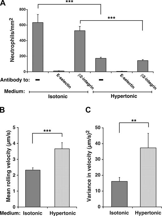 Figure 4. Interactions of E-selectin with clathrin-coated pits of HUVECs enhance leukocyte rolling under flow. (A) Fixed neutrophils were perfused over IL-1β–stimulated HUVECs in isotonic or hypertonic medium in the absence or presence of 10 μg/mL anti-E-selectin mAb ES1 or anti-β2 integrin mAb IB4. The wall shear stress was 1 dyne/cm2. The number of rolling neutrophils was measured after 4 minutes. (B,C) The mean velocity and the variance of velocity of neutrophils rolling on IL-1β–stimulated HUVECs in isotonic or hypertonic medium was measured. The data represent the mean plus or minus SEM for at least 4 experiments (**P < .01; ***P < .001, as measured by the unpaired t test).