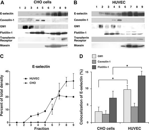 Figure 5. A portion of E-selectin distributes in detergent-resistant fractions from HUVECs but not from transfected CHO cells. IL-1β–stimulated HUVECs or transfected CHO cells expressing wild-type E-selectin were lysed in cold 1% Triton X-100, and the lysate was centrifuged in a discontinuous Optiprep gradient. Fractions collected from top to bottom were resolved by SDS-PAGE and analyzed by Western blotting with mAbs to the indicated proteins, except for GM1, which was identified with cholera toxin B. (A,B) Representative Western blots of gradients from CHO cells and HUVECs. (C) The percentage of E-selectin in each fraction was quantified by the density of blotted signals using Adobe Photoshop software. The data represent the mean plus or minus SEM of at least 4 experiments. (D) Confocal microscopy was used to measure colocalization of E-selectin with GM1, caveolin-1, or flotillin-1 in IL-1β–stimulated HUVECs or transfected CHO cells expressing wild-type E-selectin, using methods, such as those in Figure 2 and detailed in “Methods.” The degree of colocalization was quantified by measuring the percentage of green pixels (E-selectin) that colocalized with red pixels (GM1, caveolin-1, or flotillin-1). The data represent the mean plus or minus SEM of at least of 3 experiments, with at least 10 cells counted in each experiment (*P < .05, as measured by the unpaired t test).