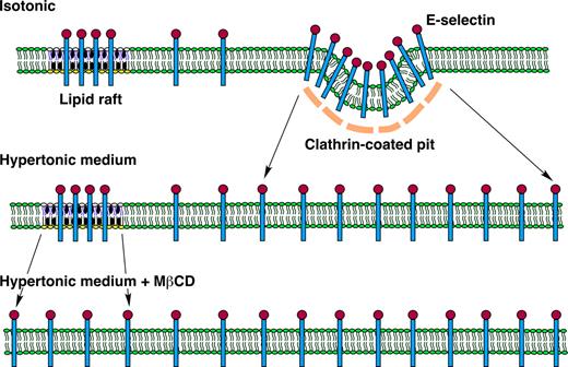Figure 7. Model of E-selectin distribution in membrane domains of endothelial cells. E-selectin distributes reversibly among nonraft and raft domains in the plasma membrane of endothelial cells. At any time point, most E-selectin molecules are in nonraft domains, and some of these are clustered in clathrin-coated pits. A minor population of E-selectin clusters in lipid rafts that appear to be distinct from caveolae. The major pathway for internalization of E-selectin is through clathrin-coated pits. Hypertonic medium prevents clustering of E-selectin in clathrin-coated pits by disrupting the clathrin lattice structure. MβCD prevents clustering of E-selectin in lipid rafts by chelating cholesterol, a major component of the rafts. Disruption of both structures on endothelial cells markedly impairs the ability of E-selectin to mediate leukocyte rolling under flow, probably by hindering the ability of E-selectin to form clusters of bonds with ligands on rolling leukocytes.