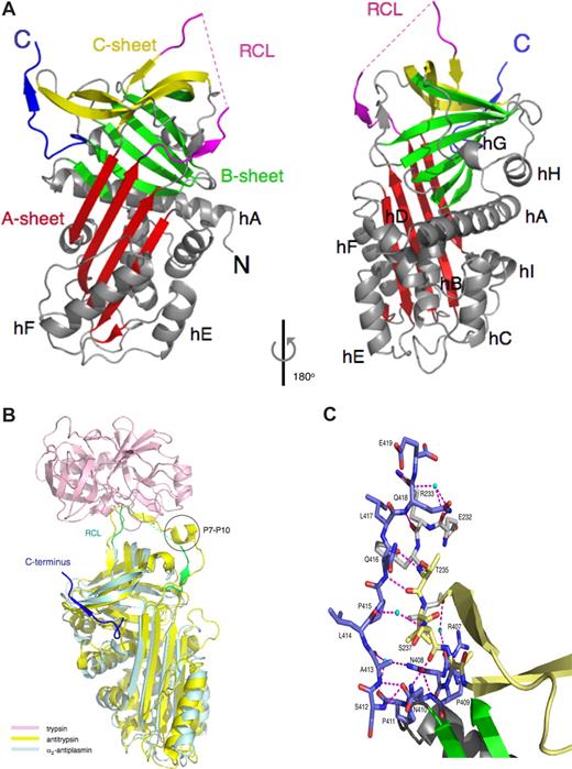 Figure 1. The X-ray crystal structure of murine α2-antiplasminΔ43. (A) Cartoon representation of α2-antiplasminΔ43, with the A-sheet in red, the B-sheet in green, and the C-sheet in yellow, the RCL in magenta (missing residues in dotted line), the 9 helices (labeled) and loops in gray. The C-terminal region is in blue. The N and C termini are labeled. (B) Superposition of α2-antiplasminΔ43 (cyan) and the antitrypsin/trypsin Michaelis complex (1OPH)21 yellow and pink, the RCL of α2-antiplasminΔ43 in green and C-terminal extension in blue, P7-P10 of antitrypsin circled. Figures are produced with PyMOL (Delano Scientific, Palo Alto, CA). (C) A close-up view of molecular contacts between the C-terminal region and the serpin molecule. A total of 10 hydrogen bonds (magenta dashed lines; 3 of which are water mediated) are made between the C-terminus and the body of the serpin. Water molecules are cyan spheres. Colouring scheme for the residues are as in panel A, and they are labeled with the single letter code.