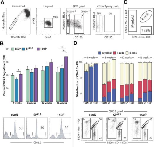 Figure 4. CD150− side population cells possess long-term, multilineage reconstitution potential. (A) Representative sort scheme for transplants that are CD150+ (n = 10), CD150− (n = 14), or both (total SPKLS; n = 9) is shown. Sca-1/c-Kit and Hoechst Blue/CD150 scatter plots contain more cells to emphasize the CD150+ and CD150− populations. Exceptionally stringent gates were used to define CD150+ and CD150− subpopulations, and a purity check of sorted cells (using an example from a CD150− sort) was used to verify sort quality. The SPKLS donor population includes all events shown in the Hoechst Blue/CD150 scatter plot. (B) One hundred cells from each donor population were isolated from CD45.2 mice and transplanted into CD45.1 lethally irradiated recipient mice, along with 250 000 WBM competitor cells from CD45.1 animals. Donor-derived engraftment (percentage of CD45.2) within the peripheral blood was measured by flow cytometry at 4, 8, 12, and 16 weeks after transplantation, indicating long-term engraftment (greater than 16 weeks) from all 3 populations. An example flow cytometric analysis of an individual animal from each cohort is shown. (C) Lineage contribution of donor-derived hematopoiesis was determined using a staining scheme (illustrated here) that separates the peripheral blood into myeloid cells, B cells, and T cells. (D) Donor- derived (percentage of CD45.2) multilineage reconstitution within the peripheral blood was measured by flow cytometry at 4, 8, 12, and 16 weeks after transplantation, indicating long-term multilineage engraftment (16 weeks) from all 3 donor populations. The proportion of the specified lineages within all donor-derived test cells is indicated. An example flow cytometric analysis of an individual animal from each cohort is shown. Data shown are from 2 separate transplantations and are representative of several experiments. Donor-derived T cells were not observed at 4 weeks after transplantation. Error bars represent SEM. Percentages shown correspond to the gated proportion of the plot.