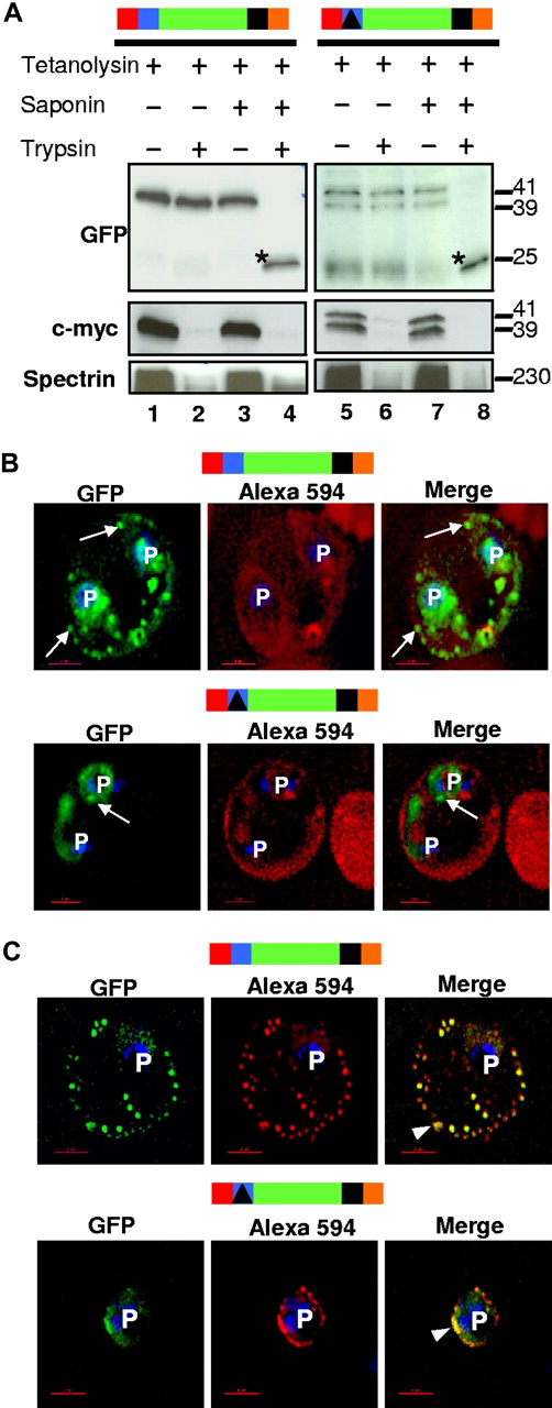 Figure 4. The HT motif sorts protein into Maurer's clefts without translocation across the PVM. (A) For both HT-GFPmembmyc and Δ-GFPmembmyc, Western blots show protection of GFP but quantitative degradation of myc and erythrocyte spectrin after addition of trypsin to cells where the infected erythrocyte membrane was permeabilized with tetanolysin (lanes 2 and 6). Saponin (which additionally permeabilizes PVM and clefts, lanes 4 and 8) renders GFP susceptible to protease. *, trypsin digested GFP product of 25-kDa. Molecular mass markers are expressed in kilodaltons (kDa). (B) Single optical sections of ghosts resealed with Alexa Fluor 594 anti-GFP antibodies infected with parasites expressing HT-GFPmembmyc (top panel) or Δ-GFPmembmyc (bottom panel). Cells were viewed live using optics for GFP (green), Alexa Fluor 594/Rhodamine (red), and the merged image is shown in the right panel. Arrows, GFP labeled clefts not labeled with anti-GFP Alexa Fluor 594 conjugate. (C) Immunofluorescence assay of resealed ghosts infected with parasites expressing HT-GFPmembmyc (top panel) or Δ-GFPmembmyc (bottom panel) permeabilized with saponin and treated with anti-GFP Alexa Fluor 594-conjugated antibodies. Images under GFP (green) and Alexa 594 (red) optics and their respective merge are shown. Arrowhead, region of colocalization (in yellow) between GFP and Alexa 594. In all cells, the parasite (p) nuclei were stained with Hoechst 33342 (blue); bar, 2 μm. Schematic representation of the construct is indicated above with ER-type signal sequence (red), sequence containing HT signal (blue) or its replacement (filled triangle in black) fused to GFP (green), transmembrane region (black), and myc (orange).