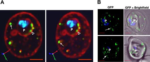 Figure 5. HT-dependent protein sorting into clefts may occur at parasite periphery and is not influenced by deletion of the C-terminal domain of PfSBP1. (A) Three-dimensional projections of a live infected erythrocyte expressing HT-GFPmembmyc and stained with TR-ceramide. Clefts at the periphery of the infected erythrocyte (arrows) as well as at or within the perimeter of the vacuolar parasite (empty arrowheads) are visible. (B) 0° projection of live infected erythrocyte expressing HT-GFPmembmyc in 3D7 strains with parental (top) or chromosomal deletion of pfsbp1 (bottom), viewed under GFP optics and merged with bright field. Arrows indicate that the export of HT-GFPmembmyc to cleft structures in parental 3D7 strain is not altered in parasite line with a C-terminal deletion in PfSBP1. Parasite (p) nucleus is stained with Hoechst 33342. Bar, 2 μm.