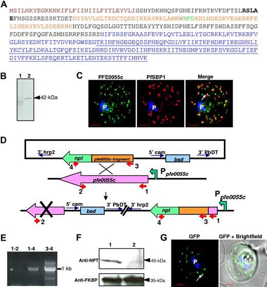 Figure 6. HT-dependent protein sorting into clefts was not influenced by deletion of putative substrate binding domain in PFE0055c. (A) Deduced amino acid sequence of PFE0055c with an N-terminal ER-type signal sequence (brown), HT motif (bold), followed by sequences containing DnaJ region (orange) with the characteristic HPD (green) motif. Further downstream region include a glycine/phenylalanine-rich stretch and C-terminal substrate-binding domain (underlined). Sequences in blue indicate region deleted in parasite line generated by single crossover recombination as shown in panels D-F. (B) Western blot, using anti-PFE0055c antibodies, detecting the presence of a 42-kDa protein in infected erythrocyte (arrowhead, lane 2) but not uninfected erythrocyte (lane 1). (C) Single optical section of a trophozoite-infected erythrocyte fixed and probed with peptide antibodies to PFE0055c (green) and the cleft protein SBP1 (red). Arrow in merge image shows proximal location of PFE0055c to clefts. (D) Strategy for deletion in the C-terminal substrate-binding region of PFE0055c by single crossover recombination with the chromosomal copy of pfe0055c. P falciparum parasites were transfected with plasmids containing an in-frame fusion of the neomycin resistance gene (npt, green) to an internal fragment of pfe0055c (orange) without sequences encoding for C-terminal substrate-binding domain. Only chromosomal integration of the vector by single crossover with the native pfe0055c (pink) drives npt expression under the control of pfe0055c promoter (Ppfe0055c), thus conferring resistance of antibiotic G418. (E) PCR-based detection for the loss of chromosomal copy of pfe0055c. Positions for primer pairs used for amplification analyses of single crossover recombination are highlighted in panel D. (F) Western blot analysis showing the detection of PFE0055c-NPT fusion protein of 45-kDa in transfected line (arrowhead, lane 1) but in not parental line (lane 2) using antibodies to NPT (top). Parasite protein PfFKBP serves as a loading control (bottom). (G) 0° projection of live infected erythrocyte expressing HT-GFPmembmyc in 3D7 strain with chromosomal deletion of pfe0055c viewed under GFP optics and merged with bright field. Arrow indicates that the export of HT-GFPmembmyc to cleft is not altered by truncation in PFE0055c. Parasite nucleus (p) in all cases is stained with Hoechst 33342 (blue). Bar represents 2 μm.