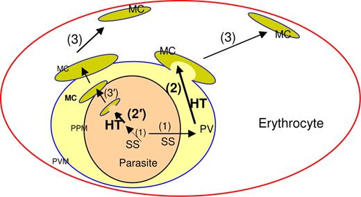 Figure 7. Schematic for HT-mediated cleft targeting events in erythrocyte infected with the malaria parasite P falciparum. In secretory proteins, a cleavable N-terminal ER-type signal sequence (SS) delivers proteins to the PV (step 1). The HT motif enables protein accumulation in the Maurer's clefts (MC, step 2). Clefts can either bud from the PVM (also step 2) packed with proteins exported to the red cell and function as protein reservoirs underneath the erythrocyte membrane (step 3). The HT motif may also move protein from the lumen of the PVM to lumen of clefts either within the parasite (step 2′) or at the proximity to the parasite plasma membrane (PPM, step 3′). Both steps 2 and 2′ implicate recognition of the HT motif by a putative receptor located at the Maurer's clefts (not shown).