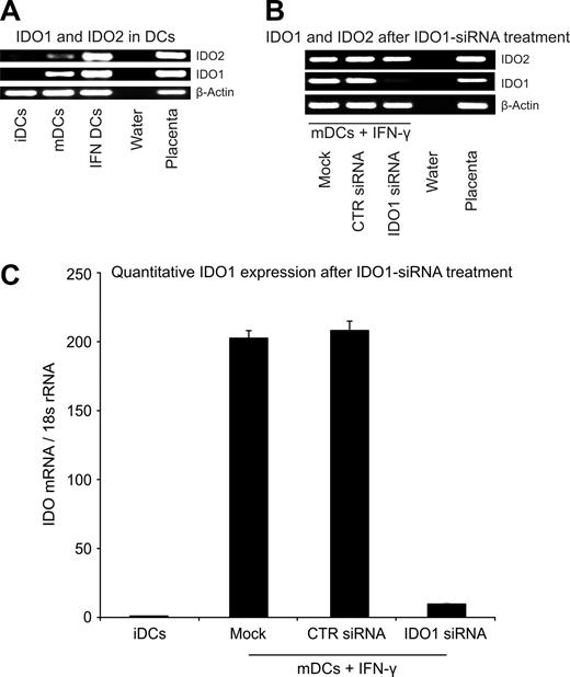 Figure 1. Expression of IDO1 and IDO2 in CD123+/CCR6+ human DCs. (A) CD123+/CCR6+, nonadherent, immature human DCs (iDCs) or cytokine cocktail–matured DCs (mDCs12) treated or not with IFN-γ (IFN DCs) were analyzed for IDO1 and IDO2 expression by RT-PCR. Water instead of cDNA served as negative and placenta cDNA as positive control. PCR products (β-actin: 407 bp, IDO1: 321 bp, IDO2: 371 bp) were separated on agarose gel. (B) iDCs were electroporated with water instead of siRNA (mock), control siRNA (CTR siRNA), or siRNA specific for IDO1 (IDO1 siRNA) and stimulated with a maturation cocktail and IFN-γ. IDO1 and IDO2 transcription was detected as described in panel A. (C) The relative expression level of IDO1 after siRNA treatment was analyzed by qRT-PCR. IDO1 expression levels of transfected DCs were correlated to iDCs (n = 7, mean value ± SD).