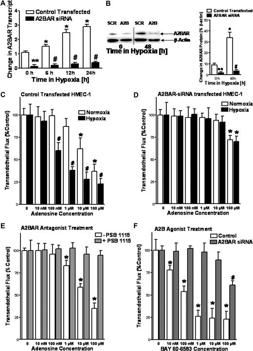 Figure 1. A2B adenosine receptor (A2BAR) on HMEC-1 cells promotes endothelial barrier function in vitro. Inhibition of A2BAR mRNA expression by stable expression of A2BAR siRNA. HMEC-1 cells were stably transfected with a plasmid expressing A2BAR siRNA or a nonspecific siRNA (Control Transfected, SCR). Cells were exposed to hypoxia (pO2 = 20 torr) and real-time RT-PCR was used to confirm repression of the A2BAR (A) Data were calculated relative to β-actin and are expressed as fold change over control plus or minus SD after indicated time periods of hypoxia exposure. Results are derived from 3 experiments (*P < .05, different from normoxia; #P < .01, compared with normoxia and control transected; **P < .01 different from control transfected). Western blot analysis was used to confirm siRNA repression of the A2BAR protein (B). A representative blot of 3 is shown (a vertical line has been inserted to indicate a repositioned gel lane.), in addition to densitometric analysis of A2BAR protein levels relative to β-actin (*P < .01, different from normoxia; #P < .05, compared with normoxia and control transected; **P < .05 different from control transfected, n = 3). Repression of A2BAR expression inhibits adenosine-mediated enhancement of endothelial barrier function. Indicated concentrations of adenosine in HBSS were added to the apical surface of confluent normoxic (48-hour exposure to pO2 = 147 torr) or hypoxic (48-hour exposure to pO2 = 20 torr) HMEC-1 that were stably transfected with A2BAR (D) or control (C) siRNA. Permeability to FITC-dextran (70 kDa) was quantified by measuring transendothelial flux (3 samples over 60 minutes) and normalized as a percentage of control (HBSS). Baseline flux rates for normoxic conditions where approximately 200 to 250 pM/min per cm2 and 800 to 1000 pM/min per cm2 after hypoxia exposure (less than 5% of tracer). Data are derived from 6 monolayers in each condition (*P < .05, compared with baseline; #P < .05, compared with baseline and normoxia). (E) The A2BAR antagonist PSB1115 inhibits adenosine-mediated enhancement of endothelial barrier function. Adenosine elicited barrier responses were measured in normoxic endothelia (HMEC-1) with or without the addition of 1 μM PSB1115 (*P < .05, compared with baseline). (F) The A2BAR agonist BAY 60-6583 promotes barrier responses. Hypoxic endothelia (48-hour exposure to pO2 = 20 torr) that were stably transfected with A2BAR or control siRNA were assessed for BAY 60-6583–elicited barrier responses. Data are expressed as means plus or minus SD (*P < .05, compared with baseline. #P < .05, compared with baseline and untreated controls, n = 6).