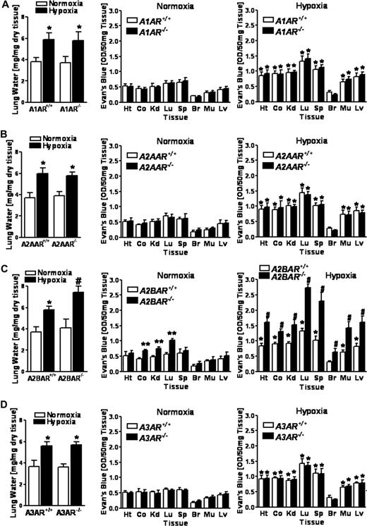 Figure 2. Vascular permeability in A1, A2A, A2B and A3 adenosine receptor (AR)-deficient mice during hypoxia in vivo. (A) A1AR−/−, (B) A2AAR−/−, (C) A2BAR−/−, or (D) A3AR−/− mice and age-, weight-, and sex-matched littermate controls were exposed to room air (▭) or normobaric hypoxia (, 8% O2, 92% N2) for 4 hours and lung water content was measured. In additional studies, mice were administered intravenous Evan blue dye (0.2 mL of 0.5% in PBS) prior to hypoxia or normoxia exposure. Animals were killed and the heart (Ht), colon (Co), kidney (Kd), lung (Lg), spleen (Sp), brain (Br), muscle (Mu) and liver were harvested. Organ Evan blue dye concentrations were quantified as described in “In vivo hypoxia model.” Data are expressed as means plus or minus SD Evan blue OD/50 mg wet tissue; n = 6 animals/condition (*P < .05, compared with normoxia; **P < .05, compared with littermate controls; and #P < .05, compared with littermate controls and normoxia).