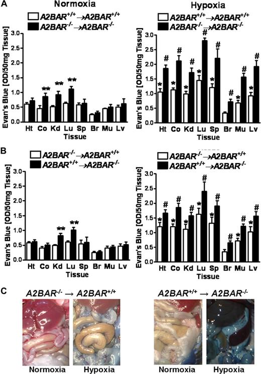Figure 5. Vascular permeability in A2BAR bone marrow chimeric mice. A2BAR bone marrow chimeric mice (A: A2BAR+/+→A2BAR+/+ and A2BAR−/−→A2BAR−/−; B: A2BAR−/−→A2BAR+/+ and A2BAR+/+→A2BAR−/−) were administered intravenous Evan blue dye (0.2 mL of 0.5% in PBS) and exposed to room air or normobaric hypoxia (8% O2, 92% N2) for 4 hours. Animals were killed and the heart (Ht), colon (Co), kidney (Kd), lung (Lg), spleen (Sp), brain (Br), muscle (Mu) and liver were harvested. Organ Evan blue concentrations were quantified as described in “In vivo hypoxia model.” Data are expressed as means plus or minus SD of Evan blue OD/50 mg wet tissue (n = 6 animals/condition). (A: *P < .05, compared with normoxia; **P < .05, compared with A2BAR+/+→A2BAR+/+ bone marrow chimeric mice; and #P < .05, compared with A2BAR+/+→A2BAR+/+ bone marrow chimeric mice and normoxia. B: *P < .05, compared with normoxia; **P < .05, compared with A2BAR−/−→A2BAR+/+ bone marrow chimeric mice; and #P < .05, compared with A2BAR−/−→A2BAR+/+ bone marrow chimeric mice and normoxia). (C) Representative images of abdominal dissections are shown from A2BAR−/−→A2BAR+/+ and A2BAR+/+→A2BAR−/− bone marrow chimeric mice. Images were obtained using a Canon Power Shot G9 digital camera (Canon).