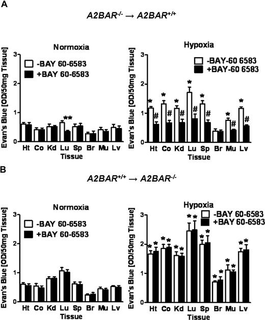 Figure 6. Influence of the A2BAR agonist (BAY 60-6583) on vascular permeability in bone marrow chimeric mice. A2BAR bone marrow chimeric mice (A: A2BAR−/−→A2BAR+/+; B: A2BAR+/+→A2BAR−/−) were treated with the selective A2BAR agonist (BAY 60-6583, 80 μg/kg intraperitoneally) or an equal volume of PBS 30 minutes before intravenous Evan blue dye (0.2 mL of 0.5% in PBS) and exposed to room air or normobaric hypoxia (8% O2, 92% N2) for 4 hours. Animals were killed and the heart (Ht), colon (Co), kidney (Kd), lung (Lg), spleen (Sp), brain (Br), muscle (Mu) and liver (Lv) were harvested. Organ Evan blue dye concentrations were quantified after formamide extraction (55°C for 2 hours) as described in “In vivo hypoxia model.” Data are expressed as means plus or minus SD of Evans blue OD/50 mg wet tissue (n = 6 animals/condition). (A: *P < .05, compared with normoxia; **P < .05, compared with −BAY 60-6583 control; and #P < .05, compared with −BAY 60-6583 control and normoxia; B: *P < .05, compared with normoxia).