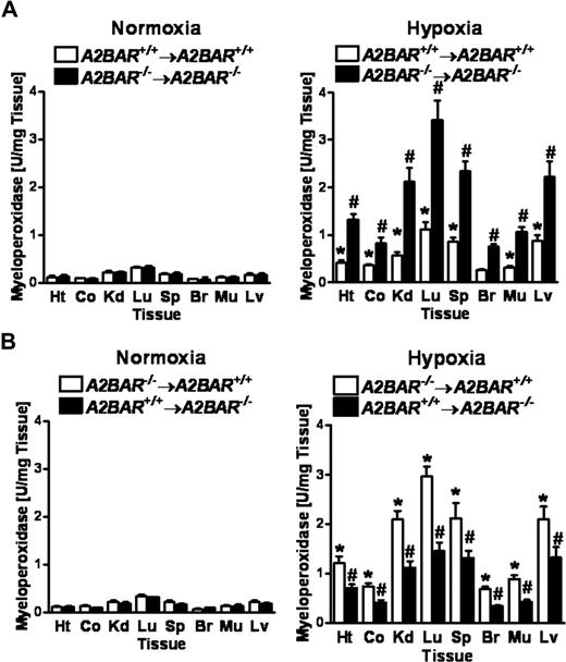 Figure 7. Hypoxia-induced increases in PMN-tissue accumulation in A2BAR bone marrow chimeric mice. A2BAR bone marrow chimeric mice (A: A2BAR+/+→A2BAR+/+ and A2BAR−/−→A2BAR−/−; B: A2BAR−/−→A2BAR+/+ and A2BAR+/+→A2BAR−/−) were subjected to either normoxia (room air) or normobaric hypoxia (8% oxygen) for 4 hours, and the heart (Ht), colon (Co), kidney (Kd), lung (Lg), spleen (Sp), brain (Br), muscle (Mu) and liver (Lv) were assessed for PMN accumulation by myeloperoxidase activity (A: *P < .01, compared with normoxia and #P < .01, compared with A2BAR+/+→A2BAR+/+ bone marrow chimeric mice and normoxia; B: *P < .01, compared with normoxia and #P < .05, compared with A2BAR−/−→A2BAR+/+ bone marrow chimeric mice and normoxia). Error bars represent SD.