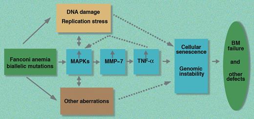A schematic representation of the MAPK–MMP-7–TNF-α stress signaling pathway in FA based on the work of Briot and colleagues. BM indicates bone marrow; MAPKs, mitogen-activated protein kinases; MMP-7, matrix metalloproteinase 7; and TNF-α, tumor necrosis factor-α.