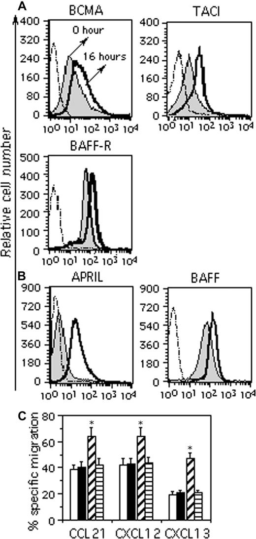 Figure 2. BAFF increases B-cell chemotaxis through interactions with BAFF-R. (A) Surface expression of BCMA, TACI, and BAFF-R was analyzed by flow cytometry on freshly isolated B cells (0 hours) and on B cells incubated for 16 hours with medium. MFI of specific staining (positive minus IgG control) was 17 (BCMA), 17 (TACI), and 55 (BAFF-R) at 0 hours and 28 (BCMA), 32 (TACI), and 67 (BAFF-R) at 16 hours. Data are representative of 4 separate experiments. (B) Similarly, the ability of BAFF-FLAG and APRIL-FLAG to bind B cells was analyzed by flow cytometry using both freshly isolated B cells (0 hours) and B cells incubated for 16 hours with medium. MFI of specific staining was 7 (APRIL) and 39 (BAFF) at 0 hours and 44 (APRIL) and 121 (BAFF) at 16 hours. Data are representative of 4 separate experiments. (C) B cells were incubated for 16 hours with medium (□), 10 μg/mL anti–BAFFR Ab (■), 25 ng/mL BAFF (▫), or 10 μg/mL anti–BAFF-R mAb and 25 ng/mL BAFF (▤). B cells were analyzed for migration to 250 ng/mL CCL21, 250 ng/mL CXCL12, and 500 ng/mL CXCL13. The experiment was performed with samples from 3 different donors and results are expressed as the percentage plus or minus SD of specific chemotaxis. *P < .05.