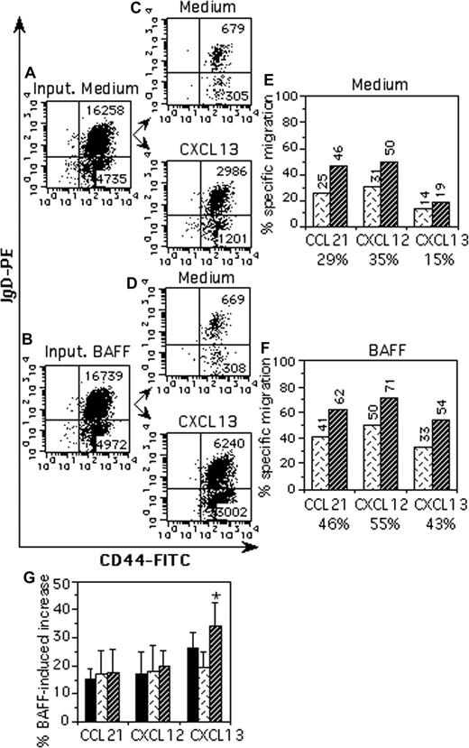 Figure 3. The BAFF-mediated increase of CXCL13-dependent chemotaxis is stronger with memory B cells than with naive B cells. Mock- and BAFF- treated B cells were analyzed for their migration to 250 ng/mL CCL21, 250 ng/mL CXCL12, and 500 ng/mL CXCL13. Input populations and migrated cell populations were stained with CD44-FITC and IgD-PE. Representative dot-plots of input cells (A,B) and transmigrated cells to medium or CXCL13 (C,D) are shown. The numbers of cells in the input and transmigrated populations from each B-cell subset are given in each quadrant (A-D). The percentages of naive (dotted bars) and memory B cells (hatched bars) that specifically migrated to the indicated chemokines are shown in panels E and F for mock- and BAFF-treated cells, respectively. The percentages of total B cells migrating to each chemokine are indicated below the histograms (E,F). Data from one representive experiment of 6 are shown (A-F). The experiment was repeated with samples from 6 different donors, and results are expressed as the mean BAFF-induced percentage increase plus or minus SD of total (■), naive (dotted bars), and memory B cells (hatched bars) that specifically migrated to the indicated chemokines. Basal migration was 4.8% (± 0.8%), 4% (± 0.6%), and 7.6% (± 1.8%) for total, naive, or memory B cells in mock-treated cultures, and 4.9% (± 0.7%), 3.8% (± 1%), and 7.9% (± 2.9%) in BAFF-treated cultures, respectively. (G). *P < .05.