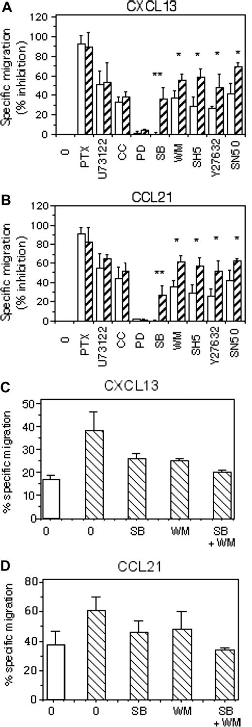 Figure 4. PI3K/AKT, p38MAPK, Rho-kinase, and NF-κB participate differently in the chemotaxis of mock- and BAFF-treated B cells. Mock-treated (□) and BAFF-treated (▫) B cells from 6 different donors were incubated for 1 hour at 37°C with various inhibitors or DMSO and were then subjected to the chemotaxis assay to 500 ng/mL CXCL13 (A) or 250 ng/mL CCL21 (B). Results are expressed as the mean percentage of inhibition plus or minus SD of the specific migration. *P < .05; **P < .005. B cells from 3 different donors were incubated with medium, 100 nM WM, 10 μM SB203580, or both in the presence (▫) or absence (□) of 25 ng/mL BAFF for 16 hours at 37°C and were then subjected to the chemotaxis assay to 500 ng/mL CXCL13 (C) or 250 ng/mL CCL21 (D). Results are expressed as the mean percentage plus or minus SD of specific migration.