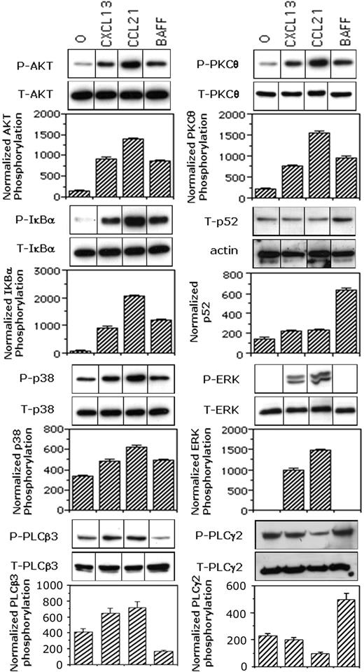 Figure 5. BAFF and chemokines differently activate NF-κB1 and NF-κB2 pathways. Mock-treated B cells were stimulated for 2 minutes with medium, 100 ng/mL CCL21, 100 ng/mL CXCL13, or 50 ng/mL BAFF. The p52 contents of total cell lysates were corrected for the actin contents. Phosphorylation of AKT, IκBα, p38MAPK, ERK1/2, PKCθ, and PLCβ3 were corrected for total relevant protein. Blots from one representative experiment are shown. Values reported for p52 contents or phosphorylation are mean values plus or minus SD from 2 (PLCβ3) or 3 independent experiments. Values reported for PLCγ2 phosphorylation were calculated as the ratio between PLCγ2 contents in 4G10 immunoprecipitates and those in total lysates. Results are mean values plus or minus SD from 2 independent experiments. Black dividing lines between lanes represent the cuts resulting from the grouping of images from different parts of the same gel in order to optimize the order of the bands and/or remove lanes corresponding to conditions not relevant to the present work.