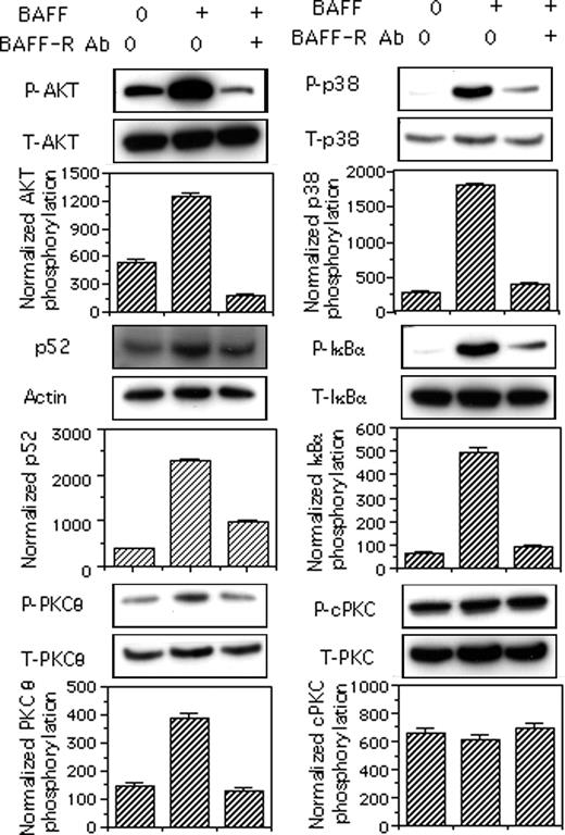 Figure 6. BAFF-induced phosphorylation of p38MAPK, AKT, IκBα, and PKCθ depends on BAFF-R triggering. Mock-treated B cells were incubated for 30 minutes at 4°C with medium or 10 μg/mL anti–BAFF-R Ab and then stimulated with medium or 50 ng/mL BAFF. The p52 contents of total-cell lysates were corrected for actin content. Phosphorylation of AKT, IΚBα, p38MAPK, classical PKC, and PKCθ were each corrected for total relevant protein. Blots from one representative experiment are shown. Values reported for p52 contents and phosphorylation are mean values plus or minus SD from 2 independent experiments.
