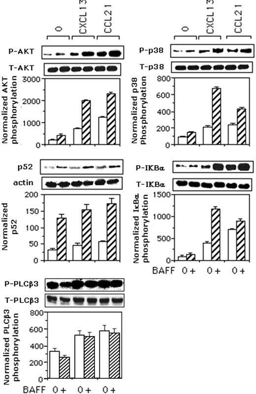 Figure 7. BAFF increases CXCL13- and CCL21-induced phosphorylation of PI3K/AKT, p38MAPK, and IκBα. Mock- and BAFF-treated B cells were stimulated for 2 minutes with medium, 100 ng/mL CXCL13, or 100 ng/mL CCL21. Phosphorylation of AKT, p38MAPK, PLCβ3, and IκBα was corrected for total relevant protein. The p52 contents in total-cell lysates were corrected for actin contents. Blots from one representative experiment are shown. Values reported for p52 contents and phosphorylation of AKT, p38MAPK, and IκBα are mean values plus or minus SD from 3 or 2 (PLCβ3) independent experiments.