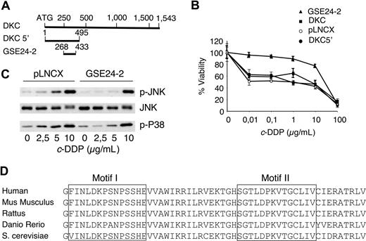 Figure 1. The genetic suppressor element GSE24-2 increases survival against cisplatin and alters the kinetics of JNK and p38 activation. (A) Diagram of the dyskerin cDNA that shows the localization of GSE24-2 and the construct DKC 5′. (B) pLNCX, DKC, DKC 5′, and GSE24-2 cell lines were treated with increasing amounts of cisplatin. Survival was measured 72 hours after treatment. Data represent the means and standard deviations of 2 experiments performed in quadruplicate. (C) Cells were cultured in serum-free medium for 16 hours and then treated with several doses of cisplatin for 6 hours. p-JNK, p-p38, and JNK1 were detected by immunoblot using specific antibodies. The experiments were repeated 3 times, with similar results. (D) Comparison of amino-acid sequences from the pseudouridine synthase domain of GSE24-2 and the corresponding regions from other organisms.