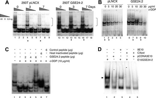 Figure 2. Effect of expression of GSE24-2 on telomerase activity in response to cisplatin. (A) pLNCX and GSE24-2 cells were treated with 3 μg/mL c-DDP for the indicated time periods. Telomerase activity was detected with the TRAP assay kit. Different extract dilutions are presented for each TRAP assay (total protein amount indicated in triangles). Asterisks indicate the samples that showed important differences and square brackets indicate the important bands. The experiments were repeated 3 times, with similar results. (B) Telomerase activity following in vitro exposure to platinum. GSE24-2 and pLNCX cell extracts were exposed in vitro to platinum with the indicated doses of cisplatin (0-30 μg/mL). Telomerase activity was detected as in panel A, using a telomere-specific template. The experiments were repeated 3 times, with similar results. (C) Telomerase activity following in vitro treatment of 293T extracts with cisplatin and the 24-2 peptide. After in vitro treatment of 293T extracts with cisplatin, different amounts of the 24-2 purified peptide (lanes 3-5), heat-inactivated 24-2 peptide (lane 6), or control peptide (lane 7) were added to the TRAP assay mix. A telomere-specific template was used for the telomerase assay. The experiment was repeated 3 times, with similar results. (D) Band-shift assay of cell extracts expressing GSE24-2. Nuclear cell extracts of cells expressing the plasmid pcDNA3–9E1024–2 or pcDNA3–9E10 were subjected to a band-shift retardation assay. A TEL1 probe containing a telomere-specific sequence was used. Binding specificity was established using 9E10 specific antibody (lane 3) and the CXext oligonucleotide that hybridized to the TEL1 overhang as a competitor (lanes 4-5). The experiment was repeated 3 times, with similar results.