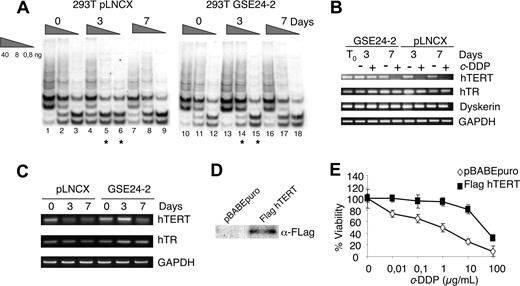 Figure 3. hTERT expression in response to telomerase inhibitor 1 (TI1) and cell viability of hTERT-expressing cells to cisplatin. (A) Telomerase activity following treatment with TI1. pLNCX and GSE24-2 cells were treated with TI1 (5 μM) for the indicated time periods (0, 3, and 7 days). Telomerase activity was detected with the TRAP assay kit. Different extract dilutions are presented for each TRAP assay (total protein amount indicated in triangles). Asterisks indicate the samples that showed important differences. The experiments were repeated 3 times, with similar results. (B) pLNCX and GSE24-2 cells were untreated (−) or treated (+) with c-DDP (3 μg/mL) for the indicated times (0, 3, and 7 days). Cells were harvested and mRNA levels for hTERT, hTR, and DKC were determined by RT-PCR. GAPDH mRNA was used as control. The experiments were repeated 3 times, with similar results. (C) pLNCX and GSE24-2 cells untreated (0) or treated with TI1 for the indicated times (0, 3, and 7 days) were harvested and mRNA levels for hTERT, hTR, and GAPDH were determined as in panel B. (D) 293T cells were transfected with pBABE or pBABE-flag-hTERT and stable cell lines. hTERT expression was detected by immunoblot using a specific antibody against the FLAG tag. (E) pBABE and pBABEhTERT cell lines were treated with increasing amounts of cisplatin. Survival was measured 72 hours after treatment. Data represent the means and standard deviations of 2 experiments performed in quadruplicate.