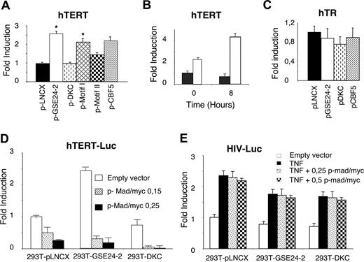 Figure 4. GSE24-2 increases hTERT promoter activity. (A) 293T cells were cotransfected with pLNCX, DKC, GSE24-2, Cbf5, motif I, or motif II (10 μg DNA per million cells) and the hTERT-luc reporter (1 μg per million cells). Luciferase activity was measured following 24 hours of transfection. Asterisk indicates values with statistical significance of P <.05. (B) 293T (■) and 293T24-2 (□) cells were cotransfected with the hTERT-luc reporter (1 μg per million cells). After 24 hours, the cells were treated with cisplatin (3 μg/mL) for 8 hours and the luciferase activity was determined. (C) 293T cells were cotransfected with the indicated constructs (10 μg DNA per million cells) and the hTR-luc reporter (1 μg per million cells). Luciferase activity was measured following 24 hours of transfection. (D) Cell lines were cotransfected with the hTERT-luc reporter and different amounts of the Mad/myc expression vector. Luciferase activity was measured following 24 hours of transfection. (E) Cell lines were cotransfected with the HIV-luc reporter and increasing amounts of the mad/myc expression vector. Following 24 hours of transfection, cells were stimulated with 50 ng/mL TNFα for 6 hours and luciferase activity was measured. CMV-Renilla (0.1 μg/mL per million cells) was used as a control for transfection efficiency. Data points represent the mean and standard deviations of 2 experiments performed in quadruplicate.