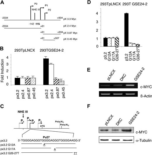 Figure 5. c-MYC promoter activity induced by GSE24-2. (A) Schematic representation of the c-MYC promoter indicating the different constructs used in the experiments. (B) 293T pLNCX and 292T GSE24-2 cells were transfected with the different constructs of the c-MYC-luc reporter (1 μg per million cells). Luciferase activity was measured following 24 hours of transfection. CMV-Renilla (0.1 μg/mL per million cells) was used as a control for transfection efficiency. Data points represent the mean and standard deviations of 2 experiments performed in quadruplicate. (C) Schematic representation of the mutations generated in NHEIII. (D) The indicated cell lines were transfected with the mutants of the px3.2 reporter (1 μg per million cells). Luciferase activity was measured following 24 hours of transfection. CMV-Renilla (0.1 μg/mL per million cells) was used as a control for transfection efficiency. Data points represent the mean and standard deviations of 2 experiments performed in quadruplicate. (E) MEFs were transfected with pLNCX-, DKC-, or GSE24-2–expressing vectors. Following 24 hours of transfection, total RNA was isolated and expression of mouse c-myc and β-actin RNA was estimated by RT-PCR. The experiment was repeated 3 times, with similar results. (F) MEFs were transfected with pLNCX-, DKC-, or GSE24-2–expressing vectors. Following 24 hours of transfection, total protein extracts were obtained and expression of mouse c-myc and α-tubulin were detected by immunoblot using specific antibodies. The experiments were repeated 3 times, with similar results.