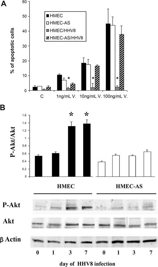 Figure 6. PAX2 expression after HHV-8 infection was associated with apoptosis resistance and activation of Akt-dependent pathway. (A) Apoptosis was evaluated by the terminal dUTP nick-end labeling assay as a percentage of apoptotic cells after 24 hours of incubation. Control cells were incubated in the presence of 20% of serum. Apoptosis was induced by treatment with increasing doses of vincristine. Data are mean plus or minus SD of 3 individual experiments. Analysis of variance with Newman-Keuls multiple comparison test was performed (*P < .05, HMEC HHV-8 infected vs uninfected HMECs). (B) Phosphorylation of Akt was evaluated 1, 3, and 7 days after infection with HHV-8 of HMECs and HMEC-AS. (A) Densitometric analysis of P-Akt/Akt ratio and representative Western blots performed on 3 individual experiments; data are mean plus or minus SD of 3 individual experiments. Analysis of variance with Newman-Keuls multiple comparison test was performed (*P < .05, HMECs after 3 and 7 days of infection vs HMECs before infection, day 0; #P < .05, infected HMEC-AS vs infected HMECs). (B) Representative Western blot analysis of P-Akt and Akt and β-actin of cell lysates from HMECs and HMEC-AS before and after infection with HHV-8. A vertical line has been inserted to indicate a repositioned gel lane. Three experiments were performed with similar results.