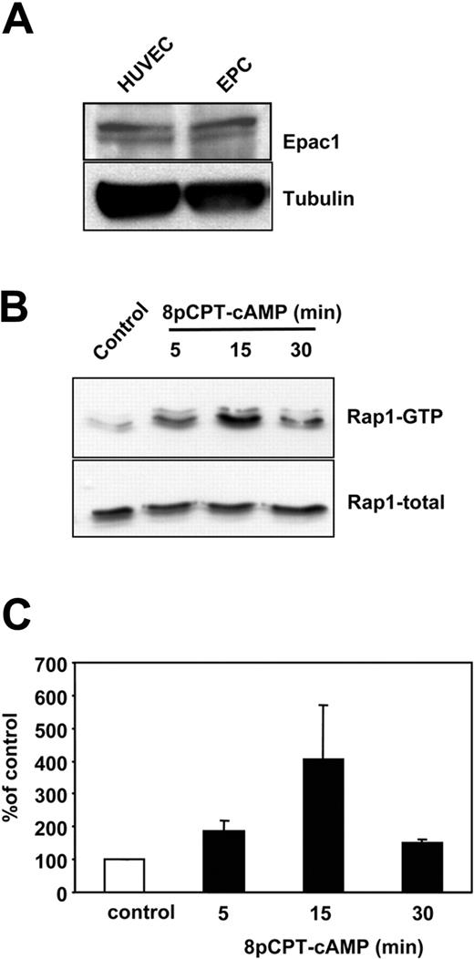 Figure 1. Expression of Epac1 in EPCs. (A) Expression of Epac1 in HUVECs and EPCs as assessed by Western blot. (B) Human EPCs were stimulated for 5, 15, and 30 minutes in suspension with 8-pCPT-2′-O-Me-cAMP 100 μM. The level of GTP-bound (active) Rap1 was assessed. A representative blot from 3 independent experiments is shown. (C) Densitometric analysis of Rap1 activation in EPC from 3 independent experiments. Error bars represent SEM.