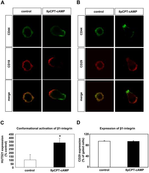 Figure 4. Effect of 8-pCPT-cAMP on the lateral motility of integrins and CD44 on the cell surface of EPC. (A,B) EPCs in suspension (in the absence of integrin ligands) were stimulated with 8-pCPT-2′-O-Me-cAMP (100 μM) or PBS (control) for 15 minutes. Then EPCs were fixed in suspension and subsequently were mounted on poly-L-lysine-coated slides. Immunofluorescence was performed for the β2-integrin-subunit CD18 (red fluorescence) (A) or the β1-integrin-subunit CD29 (red fluorescence) (B) and CD44 (green fluorescence), and the stained cells were viewed by confocal microscopy. Micrographs were acquired with an LSM 510 confocal microscope (Zeiss, Jena, Germany) fitted with a Plan-Neofluar 40×/1.3 NA oil objective and LSM 5 image acquisition software (Zeiss). (C) For detection of an activation-dependent epitope on β1-integrins, EPCs were incubated for 15 minutes at 37°C with PE-conjugated HUTS21 antibody or isotype PE-labeled control antibody in the presence of 8-pCPT-2′-O-Me-cAMP (100 μM) or PBS (control) (n = 8, *P < .05 vs control). (D) For detection of the β1-integrin subunits, EPCs were incubated for 15 minutes at room temperature with FITC-conjugated CD29 antibody or an isotype control FITC-labeled antibody in the presence of 8-pCPT-2′-O-Me-cAMP (100 μM) or PBS (control) (n = 3). Error bars represent SEM.