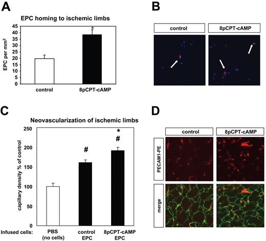 Figure 5. Effect of 8-pCPT-cAMP on in vivo homing and neovascularization capacity of EPC. (A) CM-Dil-labeled EPCs in suspension were stimulated with 8-pCPT-2′-O-Me-cAMP (100 μM) or PBS for 15 minutes. After a washing step, EPCs were resuspended in PBS and injected in the tail vein in nude mice 2 days after the induction of hind limb ischemia. The number of EPCs was assessed in the ischemic muscles by microscopy (* P < .05 vs control, control, n = 4; 8-pCPT-cAMP, n = 5; data are mean ± SEM). (B) Representative images of the homing experiment demonstrated in panel A. Infused EPCs were identified as CM-Dil-labeled cells (red fluorescence); the blue fluorescence indicates nuclear staining (Topro III). (C) EPCs in suspension were stimulated with 8-pCPT-2′-O-Me-cAMP (100 μM) or PBS for 15 minutes at 37°C. After a washing step, 8-pCPT-2′-O-Me-cAMP-stimulated-EPCs, nonstimulated EPCs (control EPCs), or PBS (control, no cells) were injected in the tail vein in nude mice one day after the induction of hind limb ischemia. After 15 days, the ischemic muscles were harvested and the capillary density was assessed by microscopy as described in “Model of hind limb ischemia” (#P < .05 vs PBS, no cells; *P < .05 vs control EPCa; PBS, no cells: n = 7, control EPCs: n = 13, 8-pCPT-cAMP-stimulated EPCs: n = 12; data are mean ± SEM). (D) Representative images from ischemic muscles from nude mice intravenously injected with 8-pCPT-cAMP-stimulated EPCs or control (nonstimulated) EPCs (experiment in panel C). The laminin staining (green fluorescence) indicates the myocytes; the PECAM-1 staining (red fluorescence) indicates the capillaries. Images were acquired as in Figure 4.