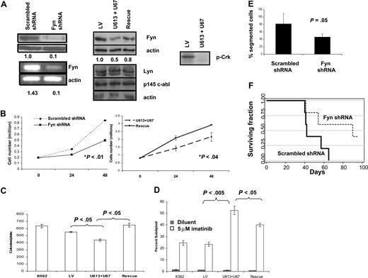 Figure 2. Knockdown of Fyn slows cell growth, reduces clonogenicity, inhibits growth of myeloid cells in vivo, and sensitizes cells to imatinib. (A) Cells expressing Fyn shRNA achieve knockdown of Fyn but not Lyn or c-abl. K562 cells were stably transfected with Fyn shRNA as described in “Design of shRNA to Fyn.” Levels of Fyn (top panel), Lyn, and c-abl (bottom panel) were assessed by Western blotting in cells transfected with Fyn shRNA plasmid mix (left panels) or lentivirally expressed shRNAs (U613 + U67). Numeric values indicate the ratio of Fyn/actin normalized to the scrambled/noncoding shRNA-expressing K562 cells. In the left bottom panel, Fyn mRNA was detected by RT-PCR in K562 cells transfected with scrambled shRNA or shRNA plasmids directed toward Fyn. Numeric values represent the ratio of band intensity corresponding to Fyn mRNA to actin band intensity and are not normalized. Right panel shows a kinase assay for BCR-ABL1 in K562 cells infected with nonspecific shRNA (LV) or Fyn-targeted shRNAs (U613 + U67). Phosphorylation of the BCR-ABL1 substrate, p-Crk, is lost in Fyn shRNA–expressing cells. (B) Fyn knockdown slows cell growth significantly. K562 cells transfected with scrambled shRNA or Fyn shRNA (left graph) were plated at a density of 200 000 cells/mL. After 24 hours and 48 hours, the numbers of cells were counted using a ViCell Coulter Counter (Beckman Coulter). At 48 hours, there was a statistically significant difference (P < .01) in cell number. Overexpression of a mutant Fyn not degraded by Fyn shRNA restores cell numbers (right graph). K562 cells were plated at a density of 750 000 cells/mL, and cell numbers were counted at 24 and 48 hours. At 48 hours, there was a statistically significant difference in cell number (P < .04). (C) Fyn knockdown significantly diminishes clonogenic growth. K562 cells infected with nothing (K562), lentivirus with nonspecific shRNA (LV), lentivirus with Fyn shRNAs (U613 + U67), or mutant Fyn not degraded by shRNA were plated in Methocult media, and the numbers of colonies were counted after 5 days. There was a significant decrease in colony number in Fyn shRNA–expressing cells (P < .05), whereas the rescue construct restored clonogenic potential (P < .05). (D) Fyn knockdown sensitizes cells to imatinib-induced apoptosis. K562 cells infected with nothing (K562), lentivirus with nonspecific shRNA (LV), lentivirus with Fyn shRNAs (U613 + U67), or mutant Fyn not degraded by shRNA were treated with 5 μM imatinib for 48 hours. Subdiploid percentage of cells, indicative of DNA fragmentation, was assessed by PI staining and subsequent analysis by flow cytometry. Bar graph depicts 3 experiments. (E) Myeloid cell growth in vivo is slowed in SCID mice injected with Fyn shRNA–expressing cells. SCID mice were injected with 20 million K562 cells expressing scrambled or Fyn-directed shRNA. Injected cells were more than 90% viable as determined by trypan blue staining. After 4 weeks, peripheral blood from 10 mice (5 reconstituted with scrambled shRNA and 5 reconstituted with Fyn shRNA) was collected and CBCs were conducted. Percentages of segmented cells are shown. Error bars represent SD. (F) Survival of SCID mice reconstituted with Fyn shRNA–expressing cells versus scrambled shRNA–expressing cells. Kaplan-Meier analysis of mice described in panel 2E (P = .079).