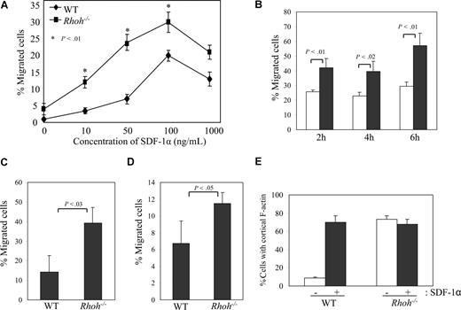 Figure 1. Enhanced chemotaxis, F-actin assembly, and Rac activity in Rhoh−/− HPCs. (A) In vitro migration of Lin−/c-kit+ cells in a transwell chamber assay in response to increasing concentration of SDF-1α for 4 hours. (B) Time course of migration of Lin−/c-kit+ cells in response to SDF-1α (100 ng/mL). (C) In vitro migration of Lin−/c-kit+ cells through FN-CH296–coated filters in a transwell chamber assay in response to SDF-1α for 4 hours. (D) Chemokinesis of Lin−/c-kit+ cells in uniform concentration of SDF-1α (100 ng/mL; 4 hours). Data represent the percentage of the migrated cells as the mean plus or minus SD; n = 3. (E) F-actin assembly. Lin−/c-kit+ cells were stimulated with SDF-1α (100 ng/mL) for 30 seconds before being stained with rhodamine-labeled phalloidin and 4′,6-diamidino-2-phenylindole. The percentage of cells with cortical F-actin is shown as the mean plus or minus SD; n = 3.