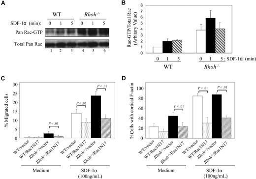 Figure 2. Rac-dependent RhoH effects on cortical F-actin assembly and chemotaxis. (A,B) Levels of the active, GTP-bound Rac proteins of Lin−/c-kit+ cells after stimulation with 100 ng/mL SDF-1α. The levels of GTP-bound Rac and total Rac proteins in whole-cell lysates were examined in parallel. Ratio of GTP-bound Rac GTPases was quantified by densitometry measurements. The relative ratio is shown as the mean plus or minus SD (n > 3) except WT 5-minute data (average±range; n = 2). (C) Expression of EGFP–Rac1N17 inhibited chemotaxis induced by SDF-1α. WT, Rhoh−/− LDBM cells were transduced with retroviral viruses expressing EGFP-tagged the dominant-negative Rac1 mutant Rac1N17 (EGFP–Rac1N17) or vector control. The percentage of sorted EGFP+/c-kit+ cells migrated toward SDF-1α in a transwell chamber for 4 hours was calculated. Data represent the mean plus or minus SD; n = 3. (D) Inhibitory effect of EGFP–Rac1N17 on cortical F-actin assembly. Sorted EGFP+/c-Kit+ cells were stimulated with SDF-1α (100 ng/mL) for 30 seconds and stained with rhodamine-labeled phalloidin and 4′,6-diamidino-2-phenylindole (DAPI). A total of 200 cells were counted under fluorescent microscope. Data represent the percentage of cells with cortical F-actin as the mean plus or minus SD; n = 3.