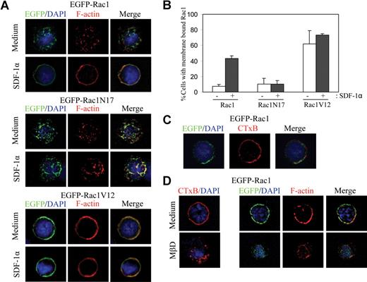 Figure 3. Activity-dependent localization of Rac1. (A,B) WT LDBM cells were transduced with EGFP–Rac1, EGFP–Rac1V12, or EGFP–Rac1N17 retroviral vectors. Sorted EGFP+/c-Kit+ cells were stimulated with SDF-1α (100 ng/mL) for 30 seconds, fixed, and stained with rhodamine-labeled phalloidin (red) and 4′,6-diamidino-2-phenylindole (DAPI; blue). The percentage of cells with membrane bound Rac1 is shown as the mean plus or minus SD; n = 3. (C) Rac1 localizes to lipid rafts in response to SDF-1α treatment. WT LDBM cells were transduced with EGFP-Rac1 retroviral vector. Sorted EGFP+/c-Kit+ cells were stimulated with SDF-1α (100 ng/mL) for 30 seconds, fixed, and then stained with Alexa Fluor 550–labeled CTxB (red). (D) Negative effect of MβCD on Rac1 localization and F-actin polymerization. WT LDBM cells were transduced with EGFP-Rac1. Sorted EGFP+/c-Kit+ cells were treated with 5 mM MβCD for 30 minutes to deplete cholesterol followed by the addition of SDF-1α (100 ng/mL) for 30 seconds. The cells were fixed and stained with rhodamine-labeled phalloidin or Alexa Fluor 550–labeled CTxB. The representative images from 3 independent experiments are shown.