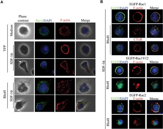 Figure 5. RhoH regulates subcellular localization of Rac1. (A) WT LDBM cells were transduced with retroviral vectors expressing HA-tagged RhoH-IRES-YFP (RhoH) or vector control (YFP). Sorted YFP+/c-Kit+ cells were stimulated with SDF-1α (100 ng/mL) for 30 seconds, fixed, and stained with anti-Rac1 mAb (green), rhodamine-labeled phalloidin (red) and 4′,6-diamidino-2-phenylindole (DAPI; blue). Phase contrast images show the cellular morphology. Some cells were polarized after SDF-1α stimulation. The leading edge of polarized cell is indicated with a white arrow. (B) EGFP-Rac1, EGFP-Rac1V12, and EGFP-Rac2 localization in WT and RhoH-overexpressing cells. WT LDBM cells were transduced with retroviral vectors expressing Rac1 (EGFP-Rac1), EGFP-tagged Rac2 (EGFP-Rac2), or constitutive active Rac1 mutant Rac1V12 (EGFP-Rac1V12) with or without HA-tagged RhoH-IRES-YFP (RhoH–YFP). Sorted EGFP+/c-Kit+ or EGFP+/YFP+/c-Kit+ cells were stimulated with SDF-1α (100 ng/mL) for 30 seconds, fixed, and stained with rhodamine-labeled phalloidin or Alexa Fluor 550–labeled CTxB (red) and DAPI (blue). The representative images from 3 independent experiments are shown.