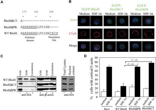 Figure 6. The C-terminal domains of RhoH are required for its function. (A) Schematic representation of RhoH mutants. Numbers indicate amino acid position within the sequence. (B) Subcellular localization of RhoH deletion mutants. WT LDBM cells were transduced with retroviral vectors expressing EGFP-tagged WT or C-terminal–deleted RhoH constructs (EGFP-RhoH, EGFP-RhoHΔPR, EGFP-RhoHΔCT). Sorted EGFP+/c-Kit+ cells were stimulated with SDF-1α (100 ng/mL) for 30 seconds, fixed, and stained with Alexa Fluor 550–labeled CTxB (red) and 4′,6-diamidino-2-phenylindole (DAPI). (C) Subcellular localization of RhoH deletion mutants in 32D cells. 32D cells were transduced with HA-tagged RhoH-YFP, RhoHÁPR-YFP, or RhoHÁCT-YFP. Sorted YFP+ 32D cells were fractionated into cytosolic fraction (S), detergent-soluble membrane fraction (P), detergent-insoluble cytoskeleton-enriched membrane fraction, and nuclear fraction. RhoH was detected with anti-HA antibody. (D) C-terminal prenylation site and polybasic domain of RhoH are required for its inhibition of cortical F-actin assembly. WT LDBM cells were transduced with retroviral vectors expressing RhoH-YFP, RhoHΔPR-YFP, or RhoHΔCT-YFP. Sorted YFP+/c-Kit+ cells were stimulated with SDF-1α (0 or 100 ng/mL) for 30 seconds before being fixed and stained with rhodamine-labeled phalloidin (red) and DAPI (blue). A total of 200 cells were counted under fluorescent microscope. Data represent the percentage of cells with cortical F-actin as the mean plus or minus SD; n = 3.