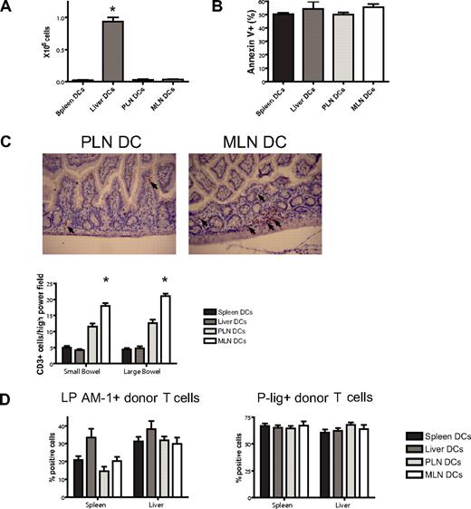 Figure 6. Imprinted allogeneic T cells show differential in vivo homing. (A) Donor T-cell numbers in the liver at day 7 after BMT are highest in the liver DC group (*P < .001, n = 4-5). (B) Apoptosis as analyzed by staining for annexin V is comparable among the groups. (C) On day 7, immunohistochemical staining and quantification of the number of CD3+ cells per high-power field shows significantly higher numbers of allogeneic T cells in the small and large bowel of mice in the MLN DC group compared with the PLN DC group (*small bowel: P < .001, large bowel: P < .001, n = 5). Corresponding representative photomicrographs (original magnification: × 200). Images were visualized with an Olympus BX40 microscope (Olympus, Melville, NY) equipped with a 10×/0.65 aperture objective lens. Images were acquired with a JVC digital camera GC-Qx 5HDU (JVC, Wayne, NJ). (D) The expression of the homing molecules LPAM-1 and P-lig on donor T cells in vivo was analyzed at day 6 after pre-vious stimulation with different organ-derived dendritic cells in vitro (n = 5). Both molecules are up-regulated irrespective of previous stimulation in vitro. Error bars represent SEM.