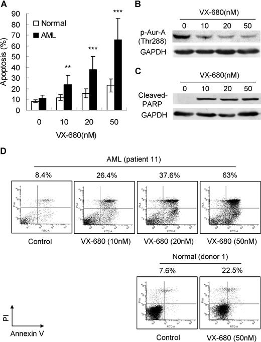 Figure 2. VX-680 inhibits activation of Aur-A and causes apoptotic cell death in AML blasts but not in normal BMMCs. (A) VX-680 induces primary leukemic blast apoptosis in a dose-dependent manner. Blasts from 98 AML patients and 12 normal donors were incubated with VX-680 as indicated doses for 72 hours. The apoptosis was assessed by annexin V assays. Mean percentage of apoptosis was shown (P < .001). (B) VX-680 inhibits autophosphorylation of Aur-A at Thr288 in primary leukemia cells. Cells from patient 11 were incubated with increasing amounts of VX-680 or DMSO for 24 hours. Cell lysates were subject to Western blot analysis with phospho-Aur-A (Thr288) antibody. (C) VX-680 induces cleavage of PARP. Blasts from patient 11 (> 90% blasts) were treated with VX-680 with indicated doses for 72 hours before analysis of PARP cleavage by Western blot. GAPDH levels represent loading controls. (D) Cells from patient 11 (top panel) and normal donor 1 (bottom panel) were incubated for 72 hours with indicated doses of VX-680 before staining with annexin V-FITC and PI. The percentages of apoptotic cells were displayed.